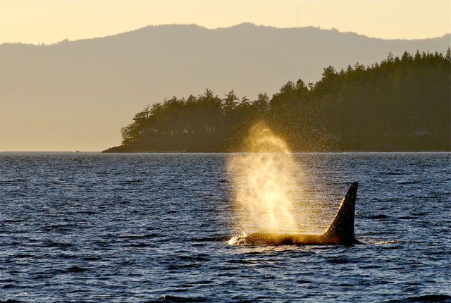 where-to-see-orcas-near-seattle-this-summer-seattle-weekly