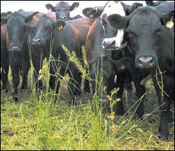 Some of the herd on the Thundering Hooves Family Farm near Walla Walla.