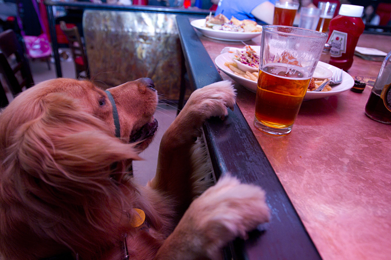 Dublin gives Norm's two paws up . . . on the counter.