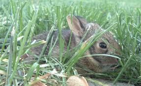 Cute little bunnies make a horrible Easter present most of the time.