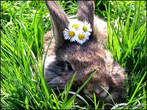 In our house, despite a lack of small children, the Easter Bunny