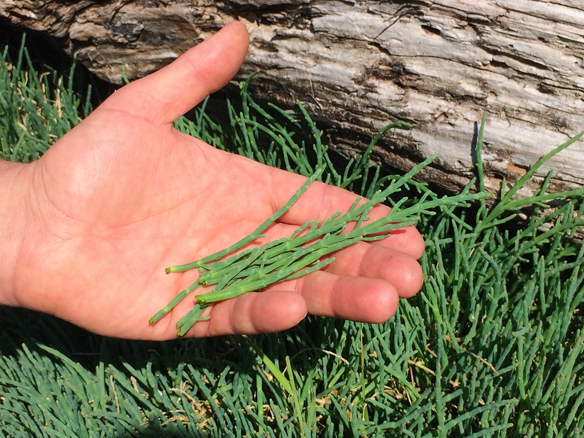 Sea beans at hand.