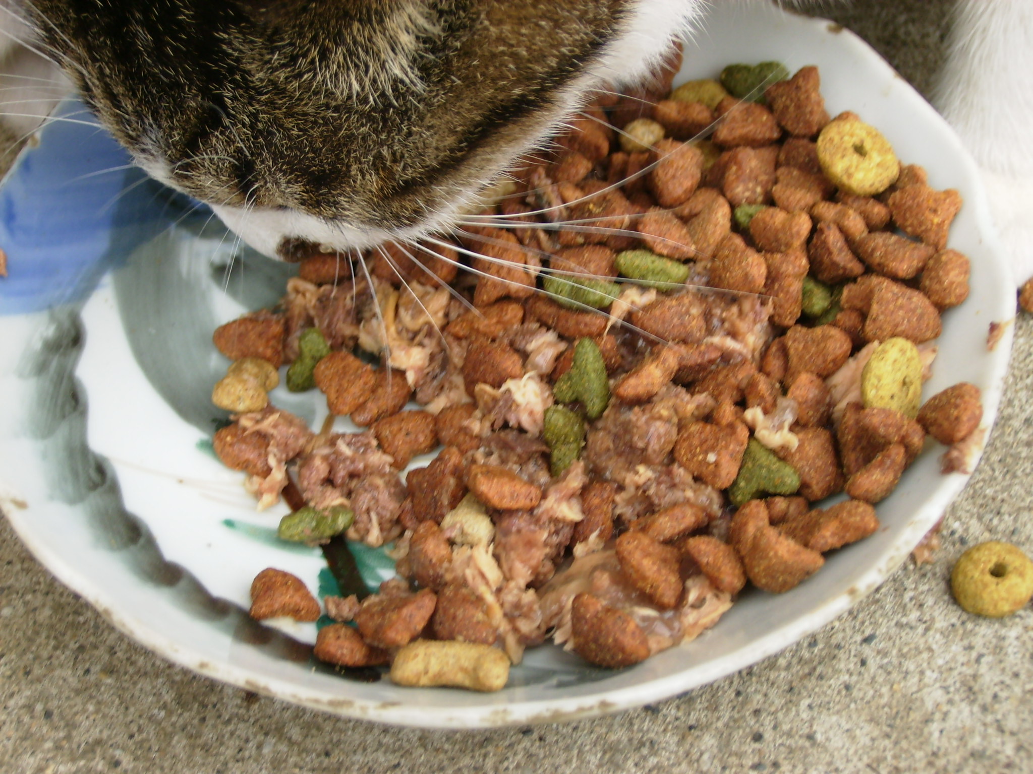 Is it shocking that there’s a lady in Kennewick who eats cat