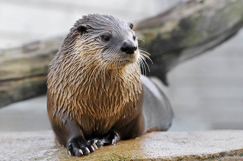 Late last month, a vicious otter attack on a boy and his