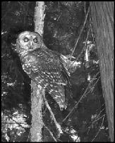 Northern spotted owl.