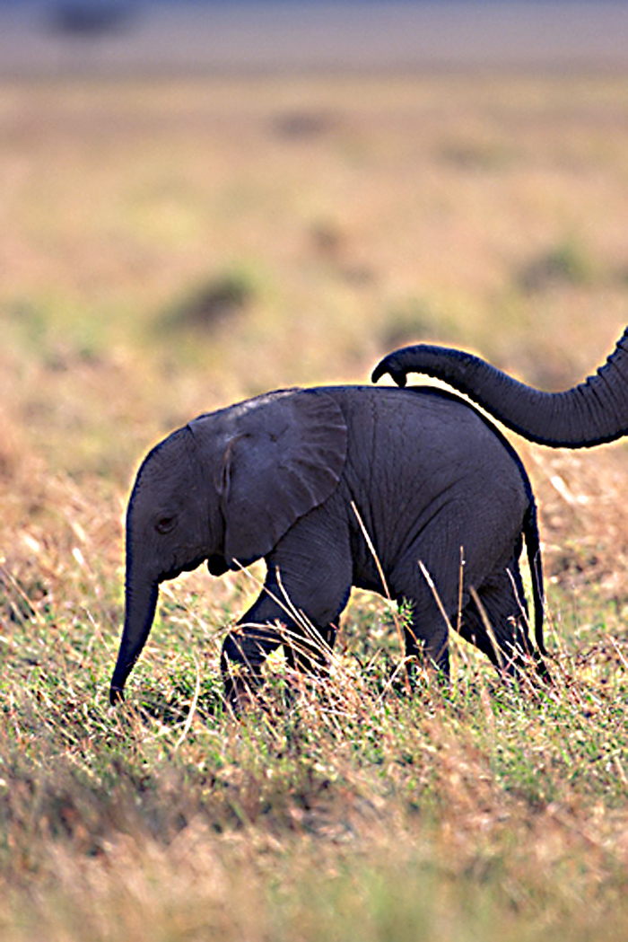 Is Woodland Park Zoo bad for elephants?