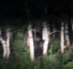 Do you see the bigfoot?