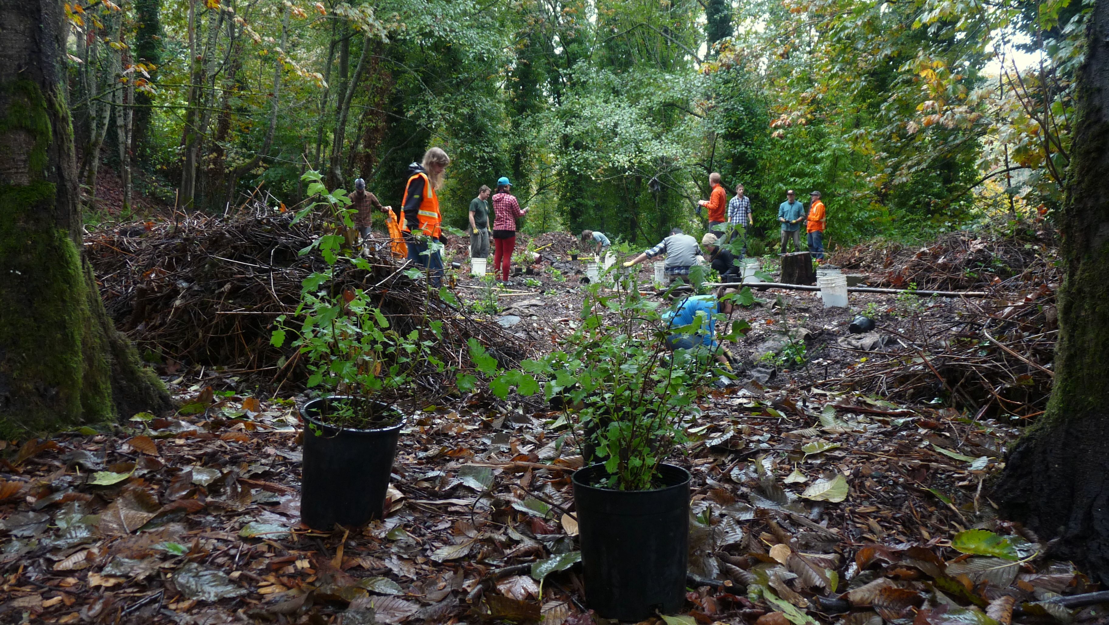 Volunteers planting at Cheasty. Photo by Rhiannon Fionn