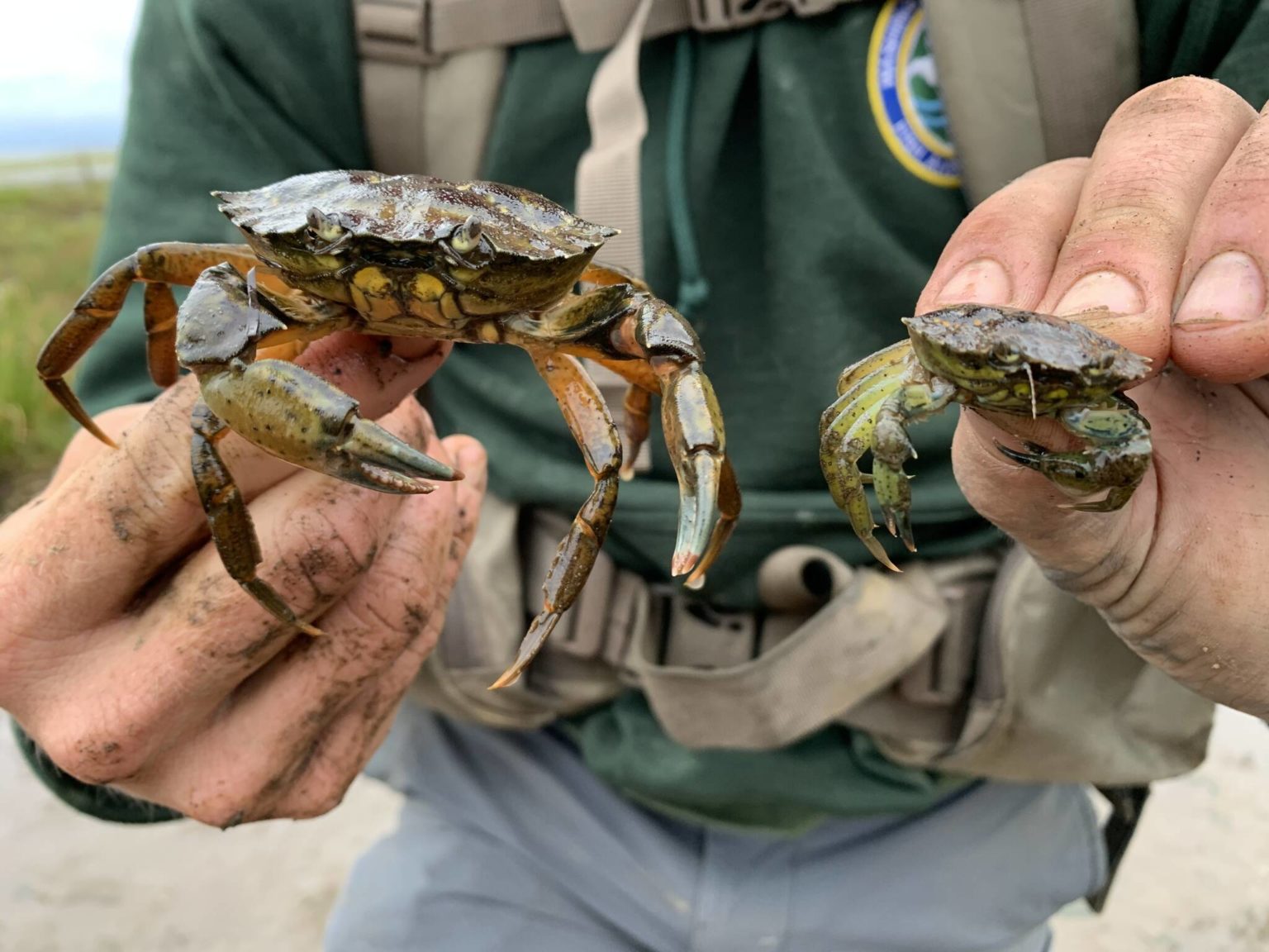 Washington Cracks Down On Invasive European Green Crabs Seattle Weekly