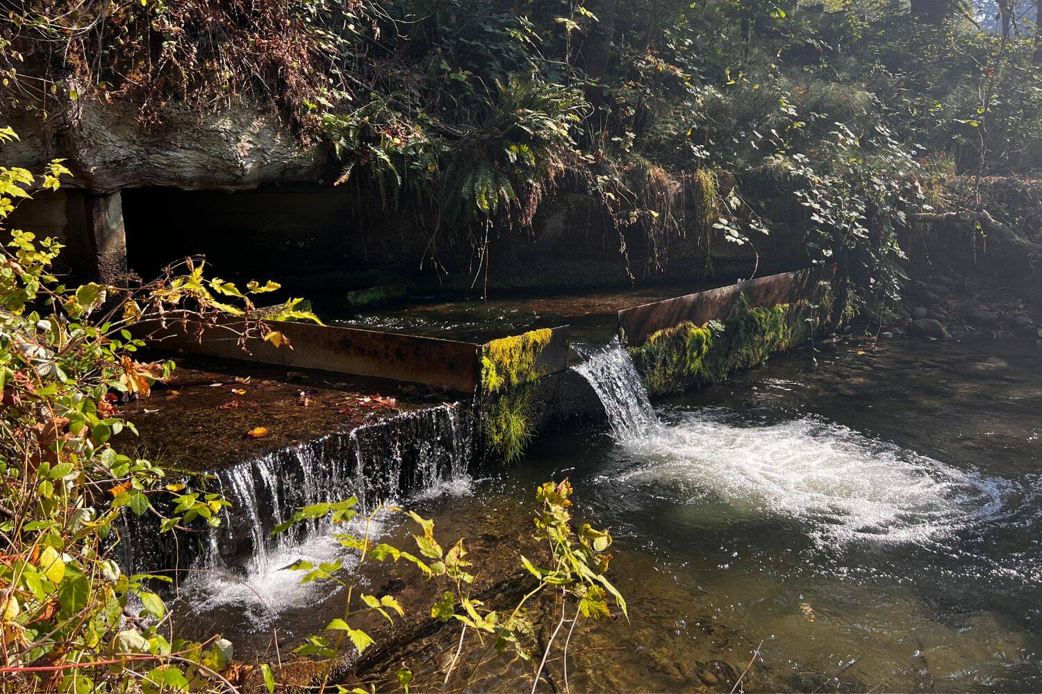 Fish culvert in Issaquah. (Cameron Sheppard/Sound Publishing)