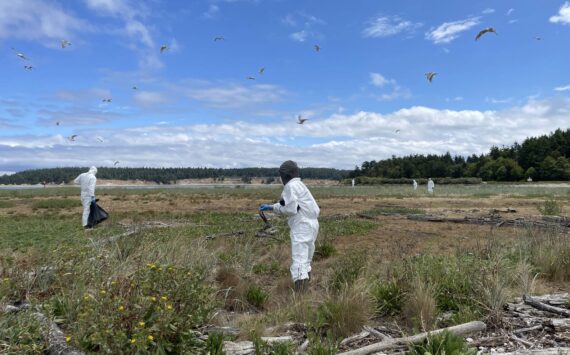 Photo courtesy of Katherine Haman
Washington Department of Fish and Wildlife staff clean up Caspian tern carcasses during the bird flu outbreak on Rat Island in Jefferson County, 2023.